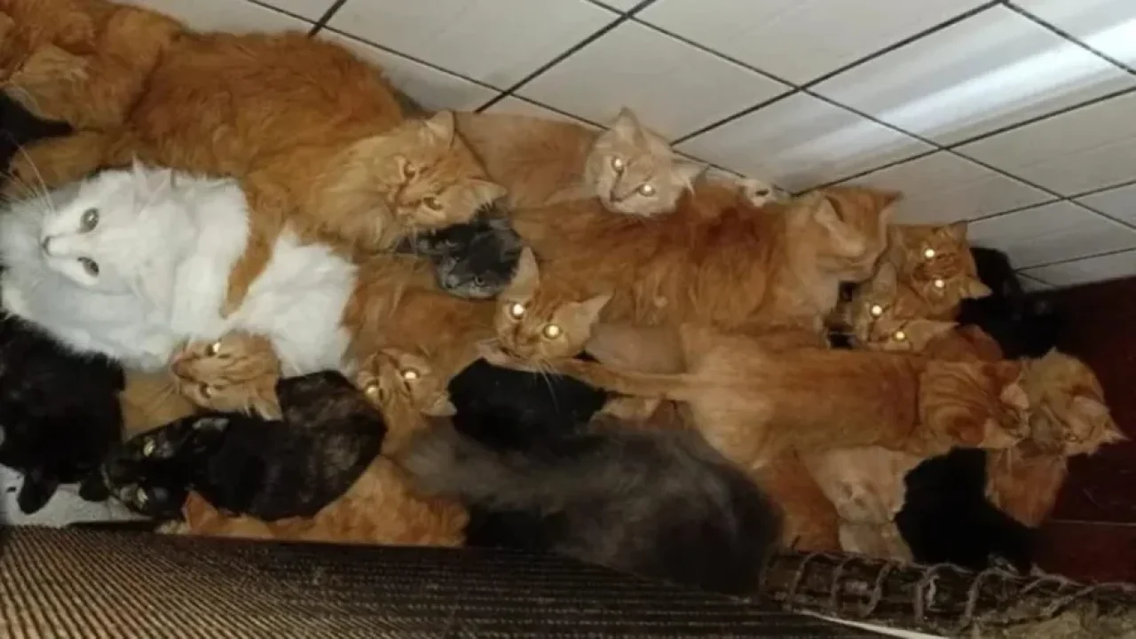 idosa-400-gatos-scaled006435390202605312102.webp.webp