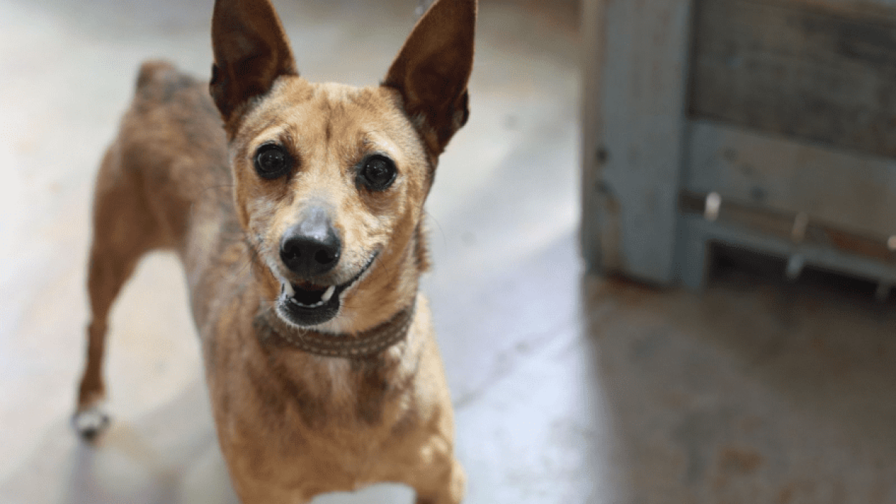 Prefeitura oferece microchipagem gratuita para cães e gatos no bairro Periolo