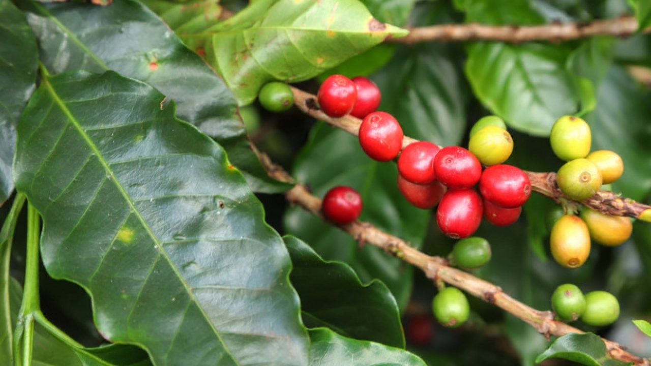 Eventos em 2025 consolidam o Paraná como referência em cafés especiais