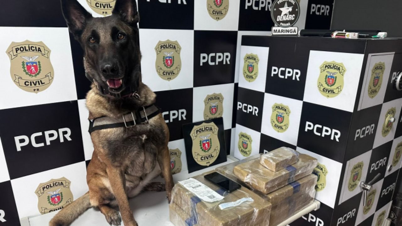 Passageiros aplaudem ação com cão que apreendeu drogas na rodoviária de Maringá
