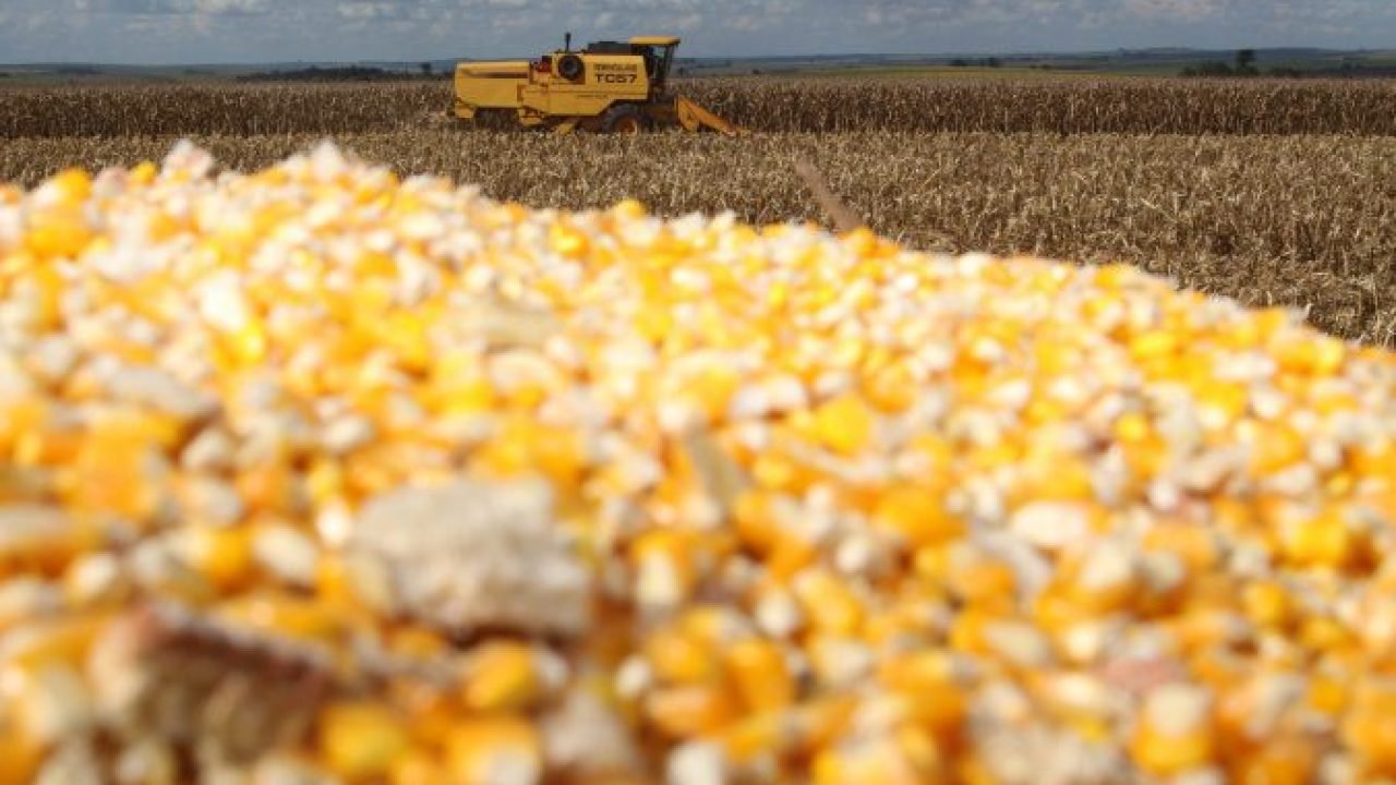 Milho chega ao fim do ano como principal aposta do produtor paranaense, aponta Deral