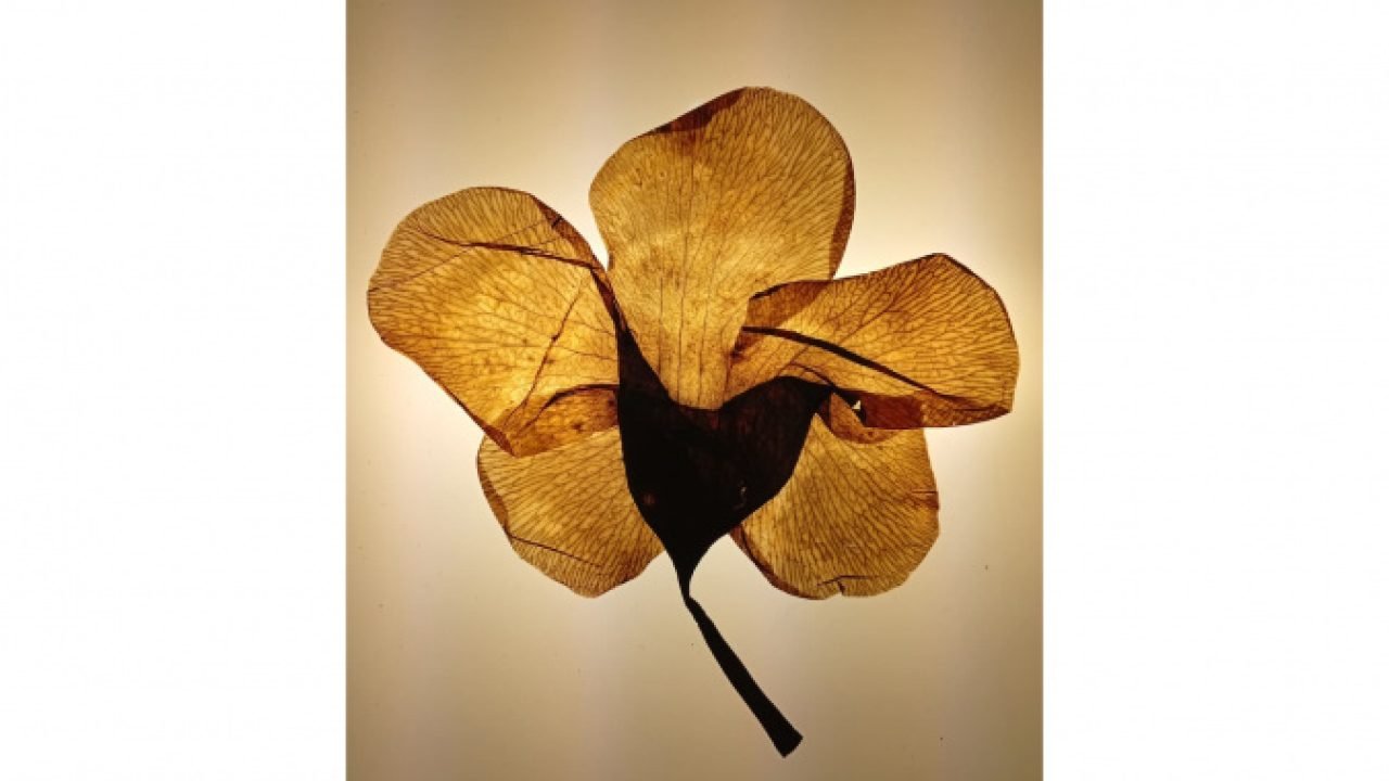 Exposição 'Costa Oeste' reúne artistas do Oeste do Paraná e Argentina em um olhar sobre a