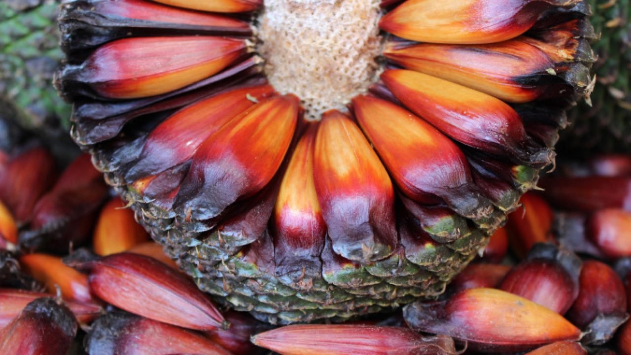 IAT adia temporada de pinhão no Paraná para garantir extração sustentável