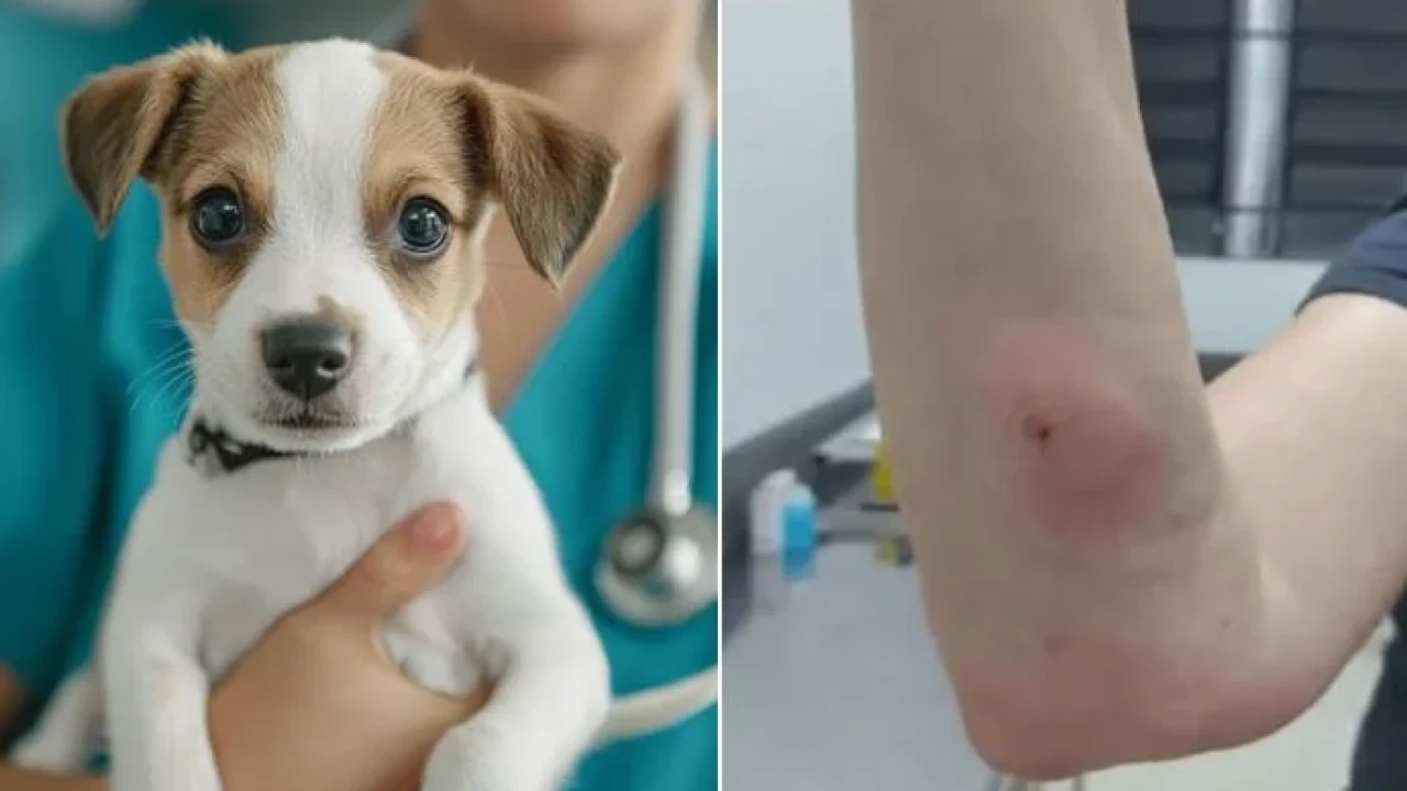 processo-veterinario
