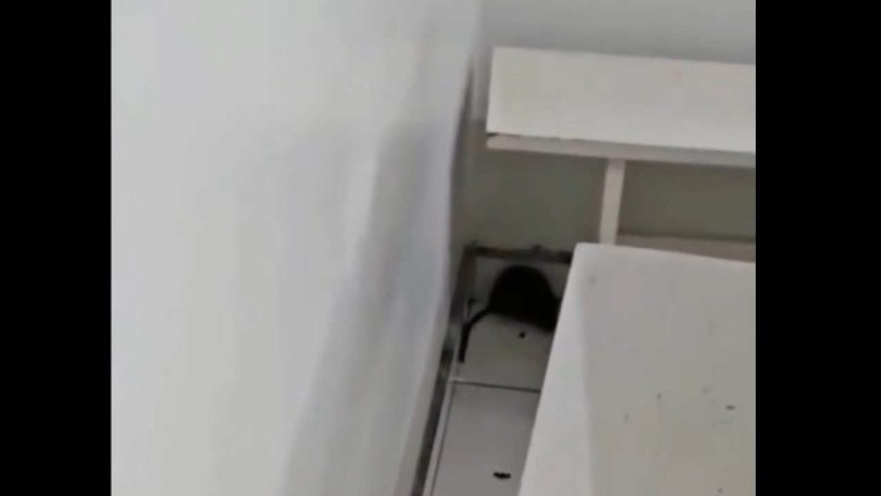 Imagens de ratos nas dependências do hospital viralizaram nas redes sociais (Divulgação)