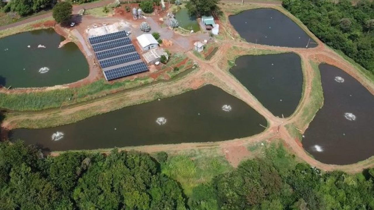 RenovaPR: geração própria de energia reduz despesas e aumenta competitividade no campo
