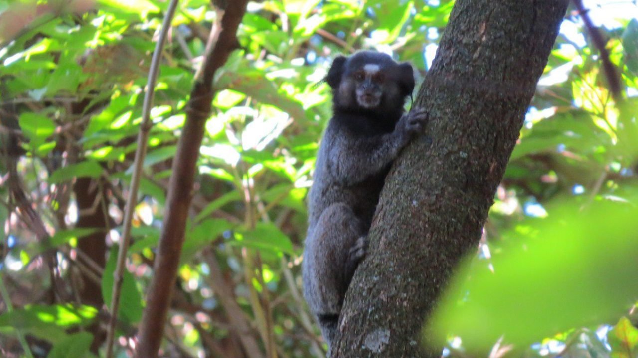 IAT orienta a população sobre os cuidados com animais silvestres nas estradas