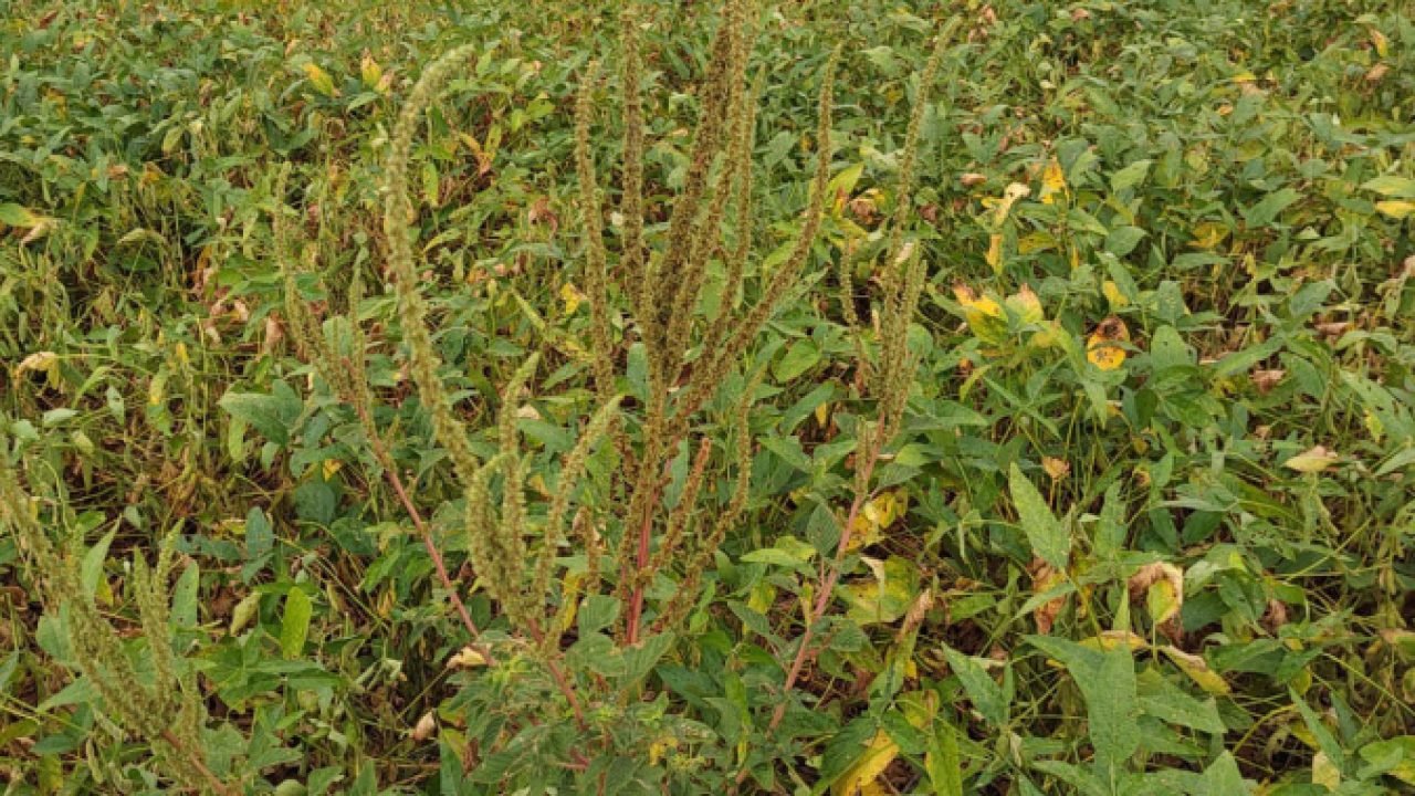 Medidas de prevenção contra o Caruru-Gigante. — Foto: Governo do Paraná