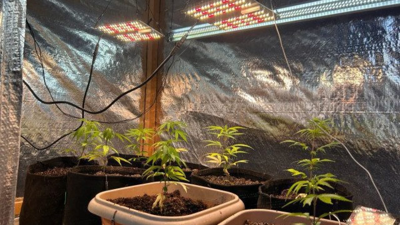 PCPR e GCM apreendem estufa para cultivo de maconha durante operação em Ponta Grossa