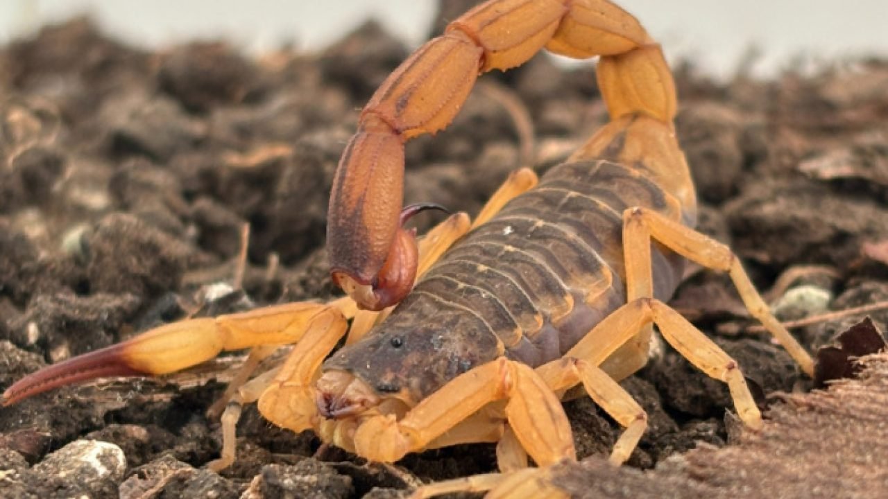 Imagem sugerida: Governo do Paraná — Foto: Governo do Paraná